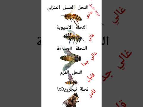 سلالات النحل عبر العالم