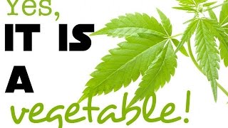 Raw Cannabis Is The Most Nutritional Vegetable In The World!