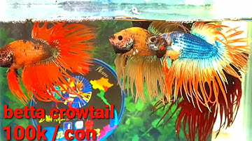 Betta crowtail ( đuôi tưa ) 100k / con