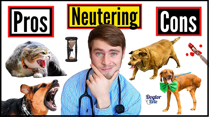 The Spay And Neuter Controversy - Everything YOU Need To Know! | | Pros & Cons Of Neutering Your Pet - DayDayNews