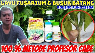 52hst Pengendalian Layu Fusarium dan Busuk Batang Tanaman Cabe