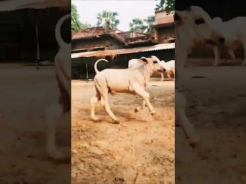 हर दिल ❤️ हैं रब बस्ता 🙏 #shortsfeed #cow #cowshorts #cowvideos #cowdance