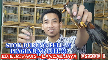 STOK BURUNG FULL !!! PENGUNJUNG FULL !! EDIE JOVANIS, LANCAR JAYA. EPS 1