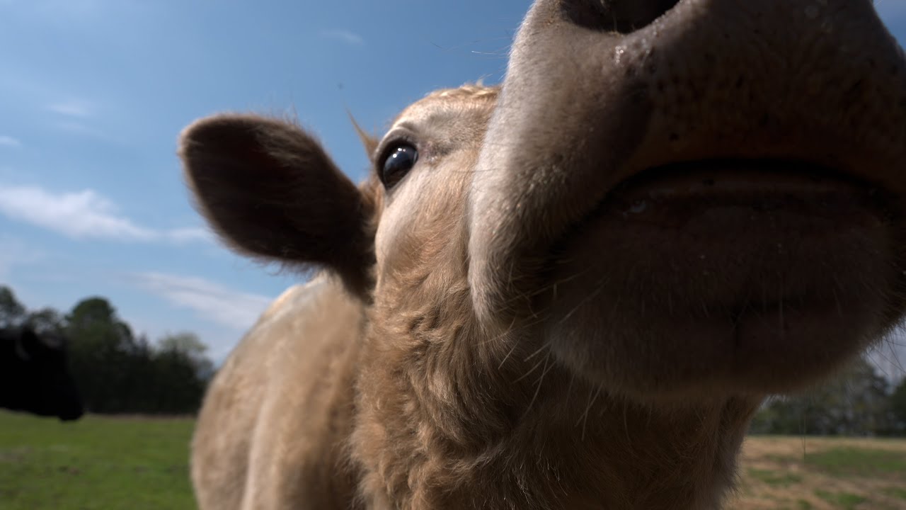 Relaxing and Educational Tour of Sunset Farms Sanctuary YouTube