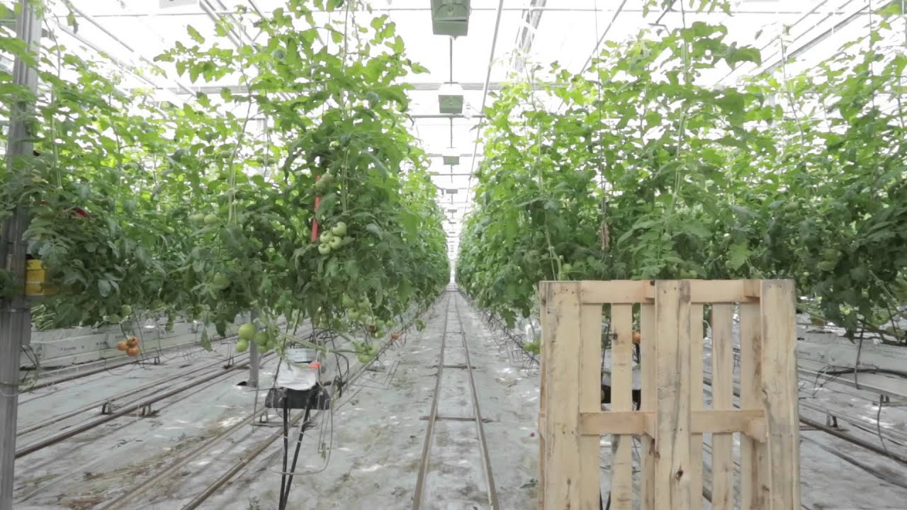 2015 - La Voie Agricole #2   La production en serre