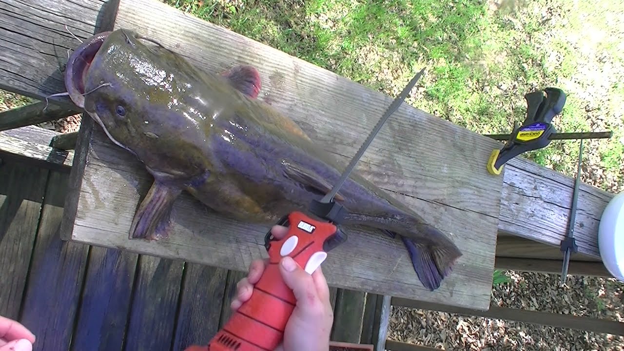 Redneck 101 How I Fillet Flathead Catfish with an Electric Knife Bubba