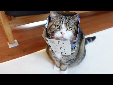 ビール箱を被ったまま外に行こうとするねこ。-Maru intends to go outside with his beer box on.-