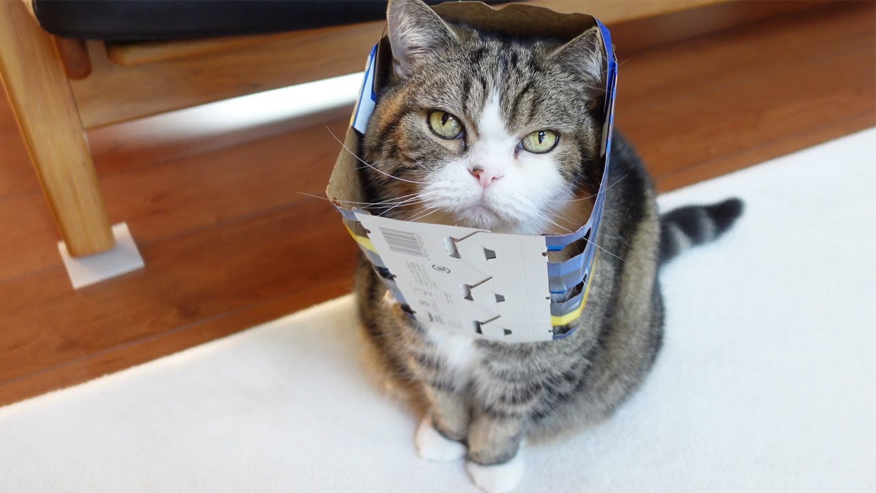 ビール箱を被ったまま外に行こうとするねこ Maru Intends To Go Outside With His Beer Box On Youtube