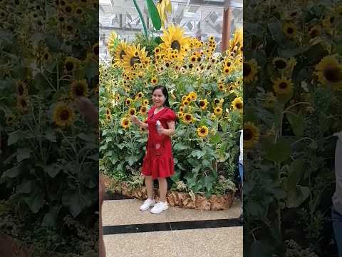 Dancing Maybe This Time In This Beautiful Sunflowers Dance Travel Cute Shorts 