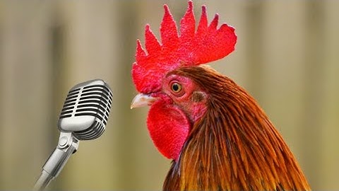 Chicken Song part 5 (original) | The hens’ dancing song | 2023 #5