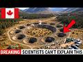 Canada Released 16 Bison Into a Dead Valley — What They Did With Hooves and Wallows Was Unbelievable