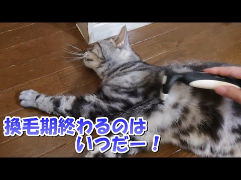 換毛期はいつ終わるのかーっ（アメリカンショートヘア）