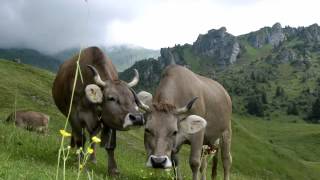 Video thumbnail of "Ewigi Liebi - Jodlerklub Wiesenberg"