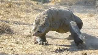 Watch Out‼A Huge Komodo Dragon Walking😱😱