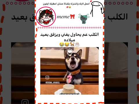 الكلب عم يغني بكل بذمة وضمير لايك اشتراك كلاب مضحكة قطط مضحك