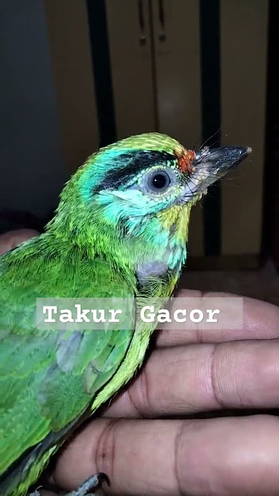 burung Gacor, Takur Bukit