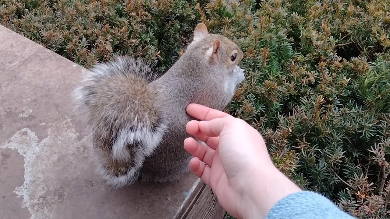 This sweet squirrel likes to be petted YouTube