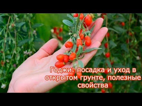 Годжи : посадка и уход в открытом грунте, полезные свойства.