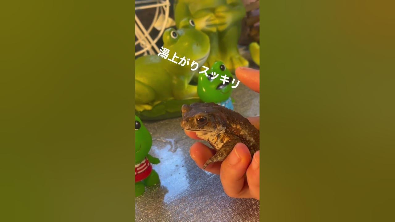 カエル 温泉に入るカエルが可愛い ミヤコヒキガエル かえる カエル 温泉 Frog Youtube