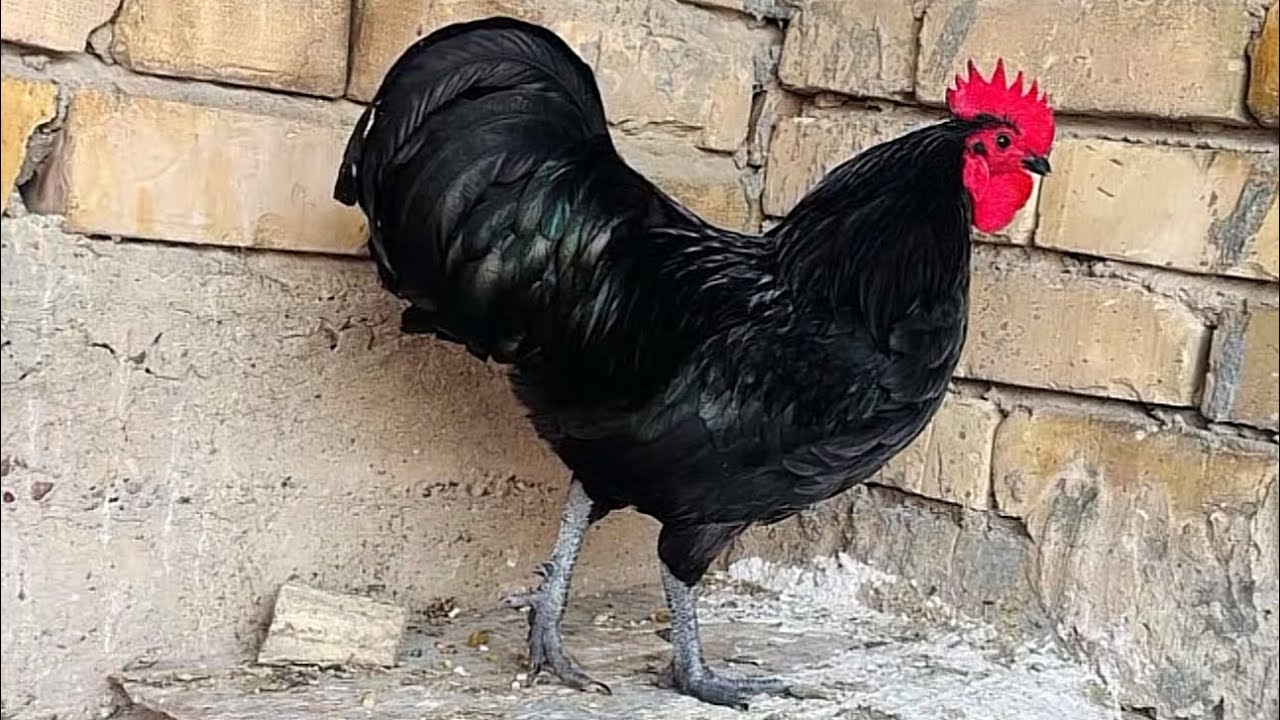 دجاج شردت  شوفو الصدمه 😭+الفراخ كبرت 🐥💁🏻+يوميات المحميه 🐓🐓