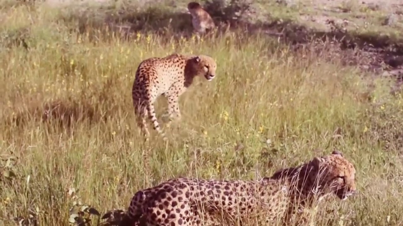 Leopard vs Big Python Snake Real Fight Leopard Wild Big Battle Most ...