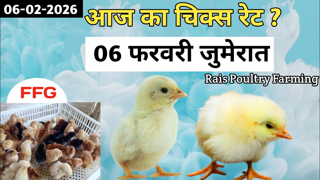 Today Broiler & Ffg Rate | 06/02/2026 | 06 February Thursday Ka Chicks Rate ? New Chicks Rate Update