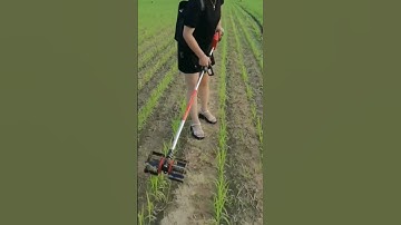 Modern equipment for cornfield maintenance and weeding makes the work of the farmer easier.