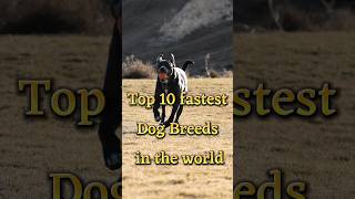 Top 10 fastest dogs breed in the world #dog #ytshorts #dogtraining