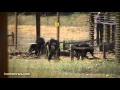 Chimps released after almost 40 years of medical testing.