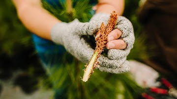 How foresters use grafting to advance genetics in trees