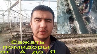 КАК САЖАТЬ ПОМИДОРЫ, В ТЕПЛИЦЫ ОТ А ДО Я.