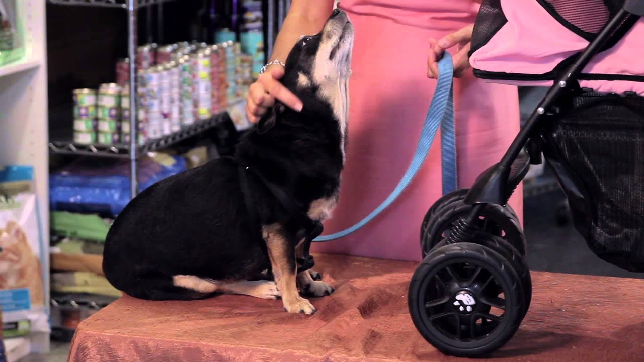 Baby Carriages for Dogs Dog Care Tips YouTube