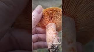 Saffron Milk Cap, Lactarius Deliciosus