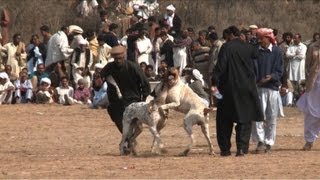 Dog fights illegal but still popular in Pakistan