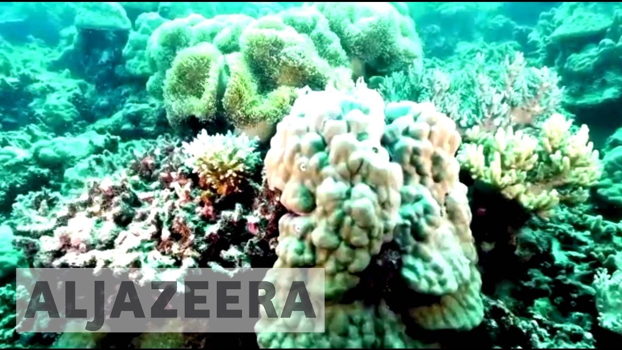 إنقاذ الشعاب المرجانية