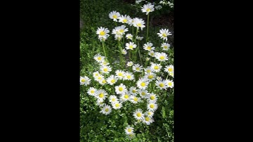 سورة يونس الآية [ ٦٢ - ٦٤ ] 🌼💛