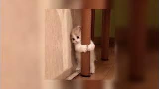 apaci apucu - [speed up]