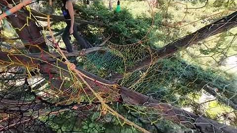 Drone shots of franklins tower, tallest treeweb on earth
