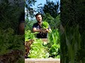 giro nell'#orto per vedere come stanno crescendo gli #ortaggi #carote #menta #insalata
