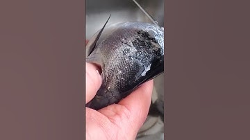 How to De-Scale a Kokanee