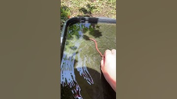 Feeding my pet turtle a worm #myanimals #turtle #worms #food #animals #nature #shorts