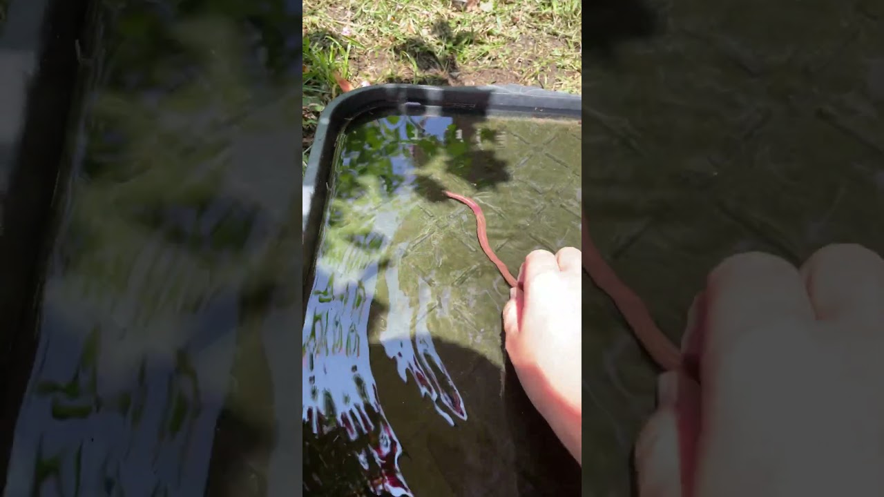 Feeding my pet turtle a worm 