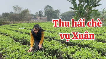 Thu hái chè vụ Xuân - Trà Tân Cương Thái Nguyên