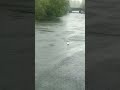 Are they enjoying rain or surviving #swan #family #love #river #rain #travel #trending #shorts #new