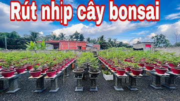 cắt cắt rút nhịp cây bonsai ( cắt chuyển nhịp cây bonsai )