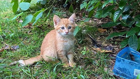 Watch the video about Cute Kittens living in the park. These Kittens are playing games with me. 😍