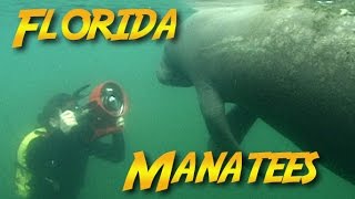 Florida Manatees Jonathan Birds Blue World