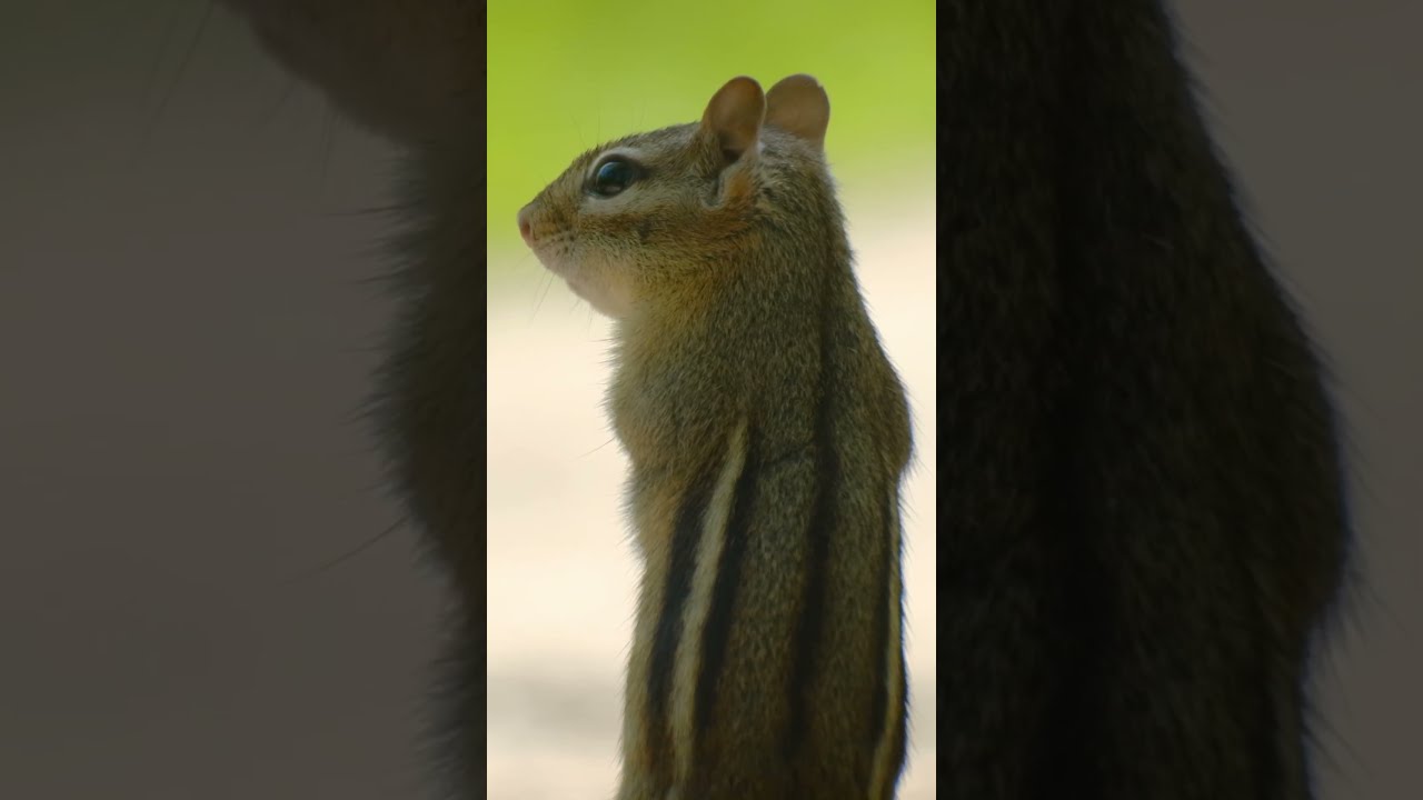 Tiny Chipmunk, Big Personality! 😍🐿️