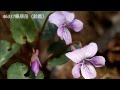 シハイスミレ（Viola violacea Makino）　　検索散歩　植物図鑑