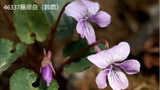 シハイスミレ（Viola violacea Makino）　　検索散歩　植物図鑑